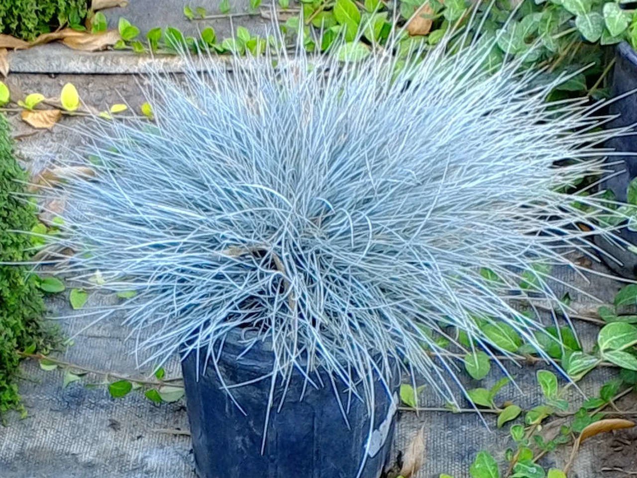 Iarba albastră - Festuca valesiaca 'Buddy Blue'