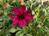 Floarea cu parfum de ciocolată - Cosmos atrosanguineus 'Cherry Chocolate'