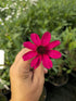 Floarea cu parfum de ciocolată - Cosmos atrosanguineus 'Cherry Chocolate'