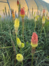 Floarea făcliei - Kniphofia uvaria 'Royal Castle'
