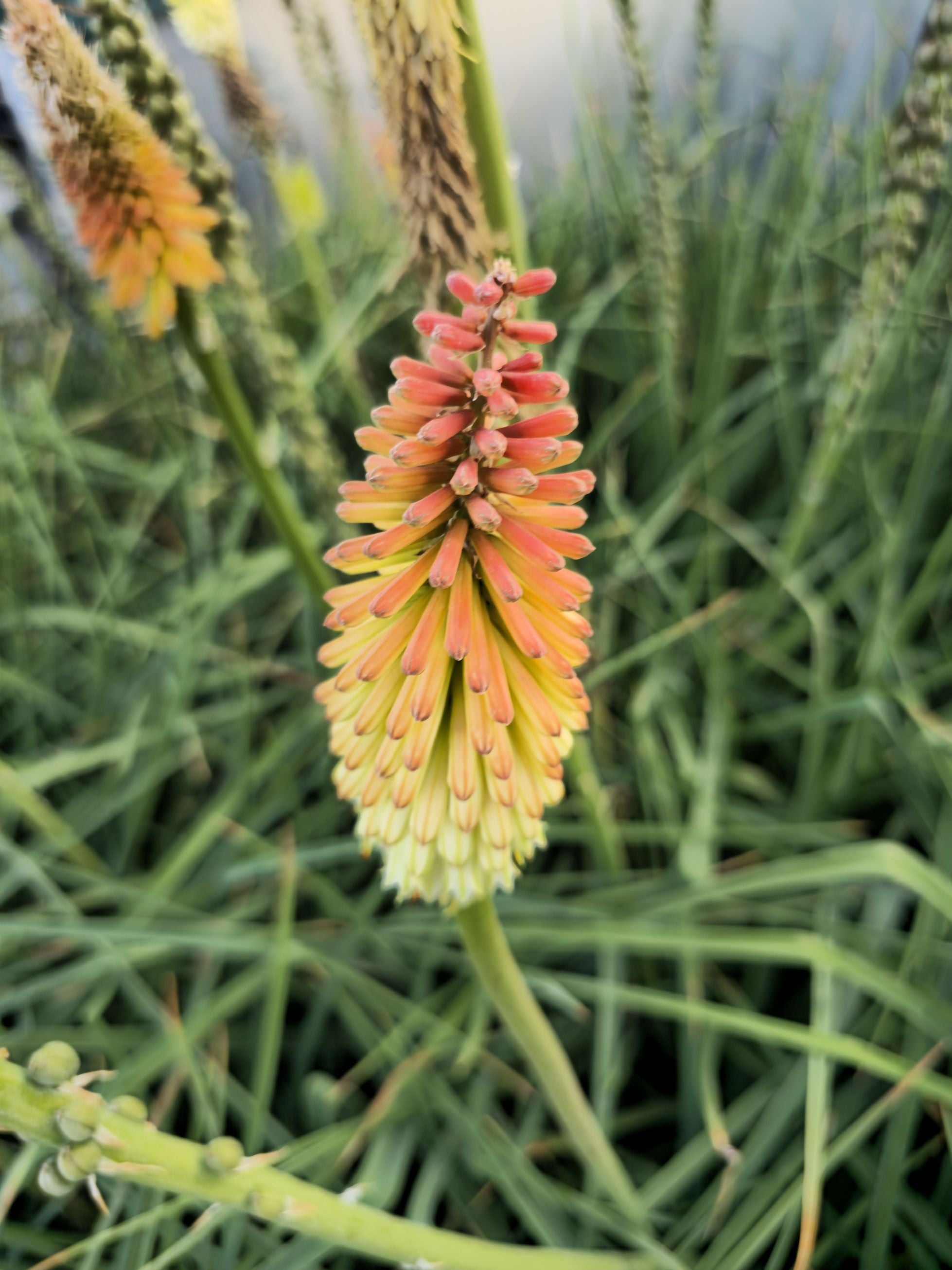 Floarea făcliei - Kniphofia uvaria 'Royal Castle'