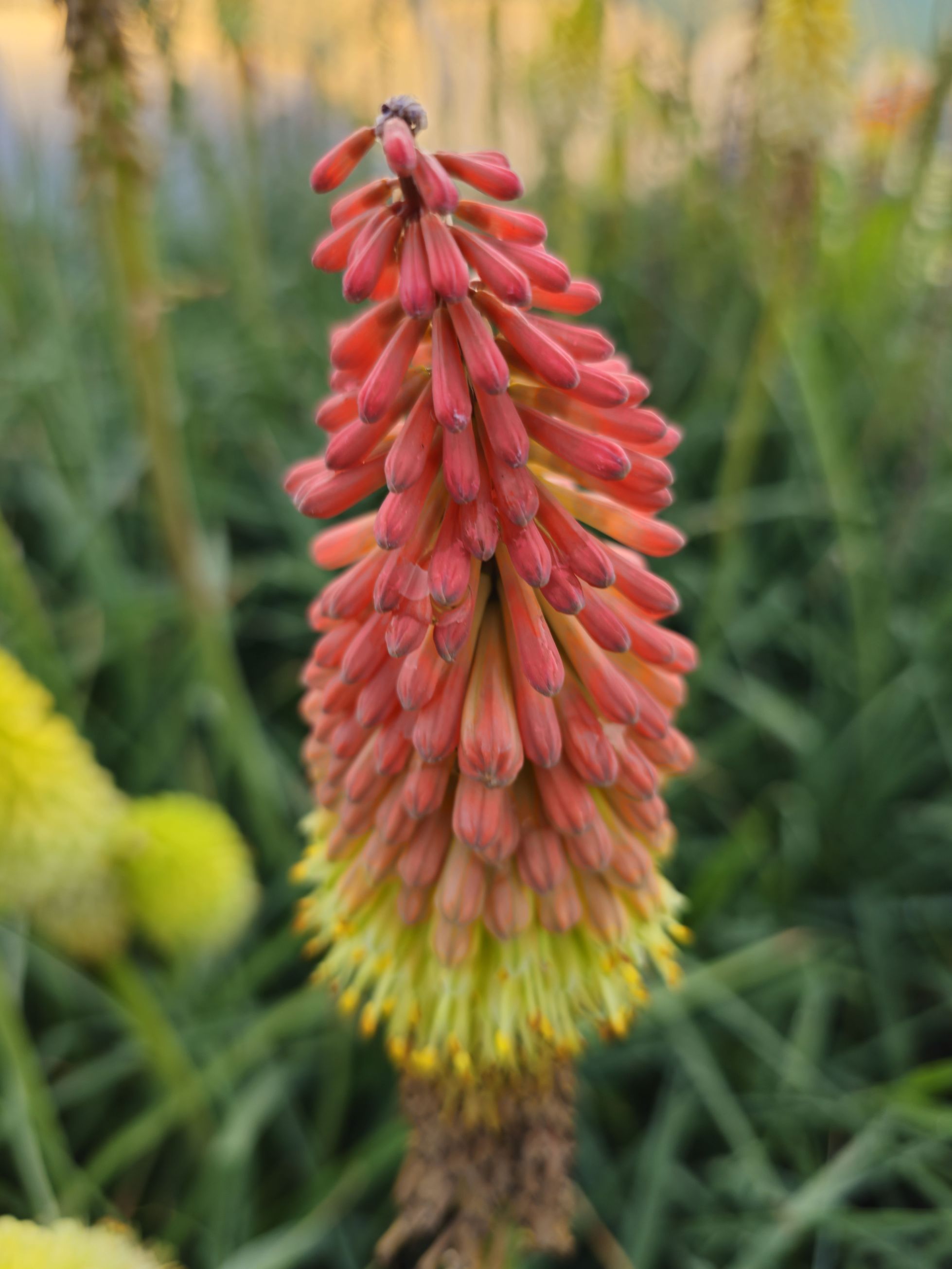 Floarea făcliei - Kniphofia uvaria 'Royal Castle'