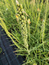 Floarea făcliei - Kniphofia uvaria 'Royal Castle'