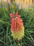 Floarea făcliei - Kniphofia uvaria 'Royal Castle'