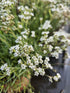 Floarea miresei pitic - Gypsophila Fastigiata Silver