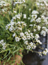 Floarea miresei pitic - Gypsophila Fastigiata Silver