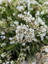 Floarea miresei pitic - Gypsophila Fastigiata Silver