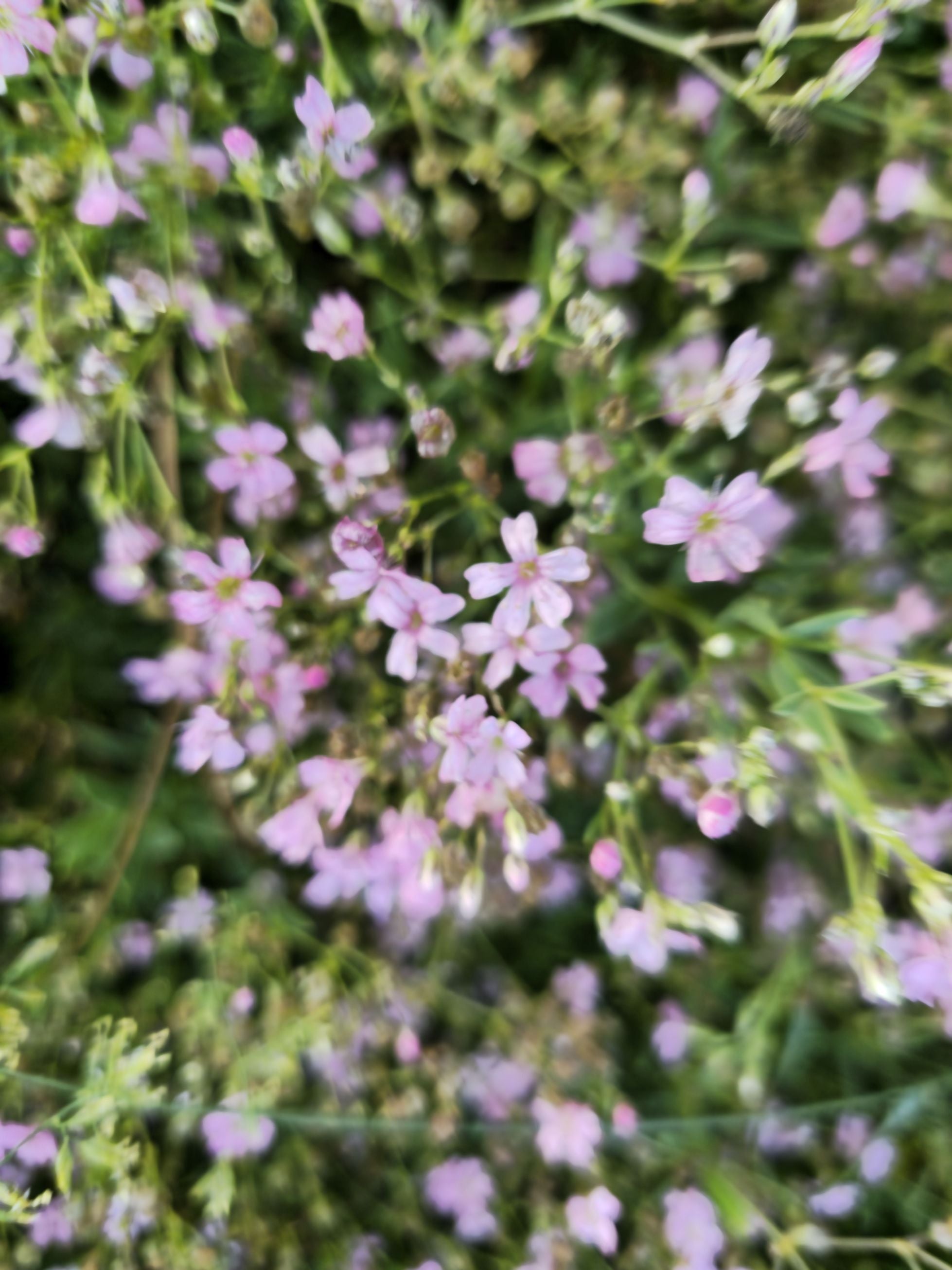 Floarea miresei târâtor - Gypsophilla repens Filou Rose