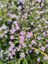Floarea miresei târâtor - Gypsophilla repens Filou Rose