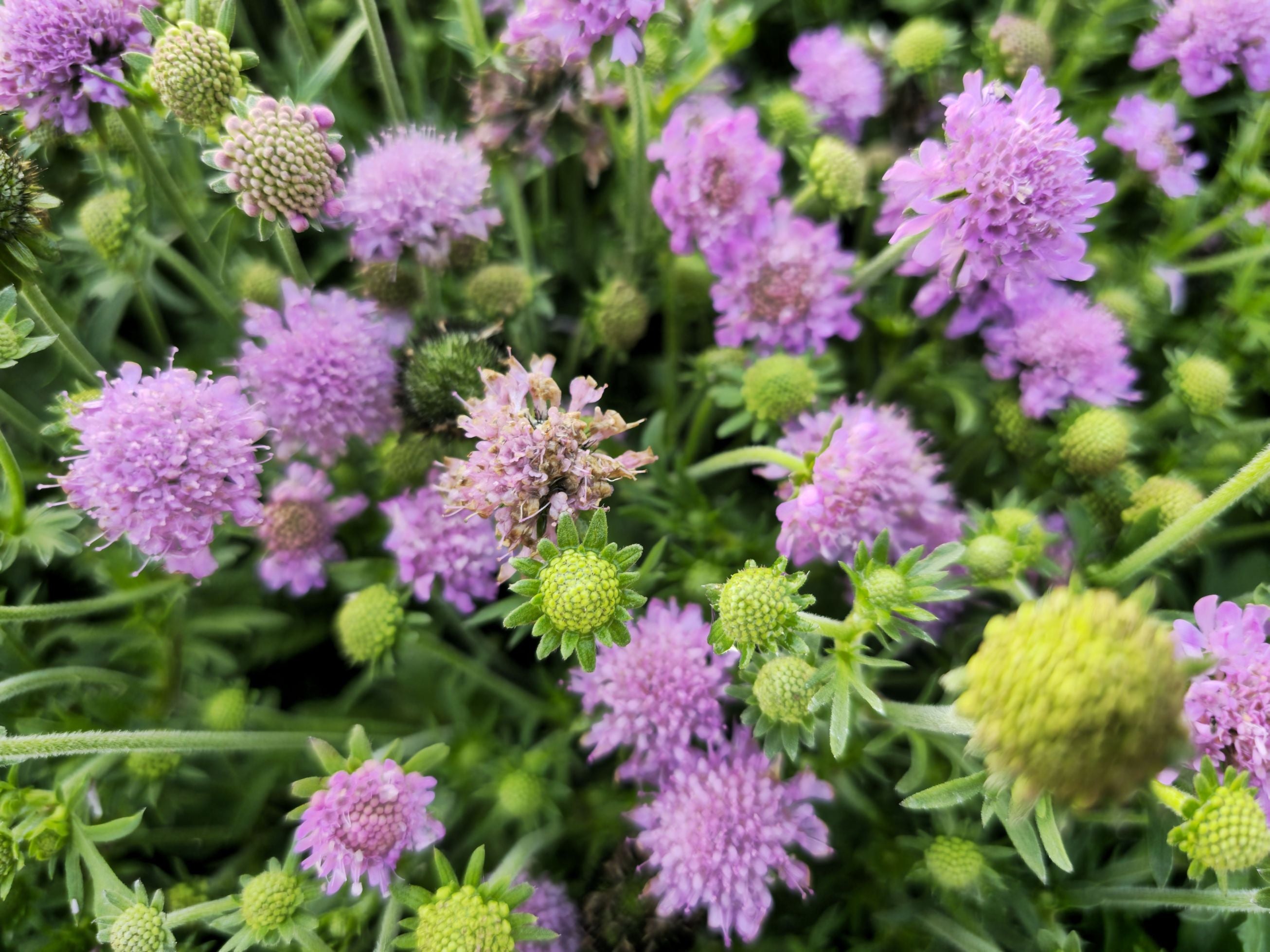 Floarea văduvei – Scabiosa japonica Pink Diamonds