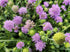 Floarea văduvei – Scabiosa japonica Pink Diamonds
