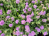 Floarea văduvei – Scabiosa japonica Pink Diamonds