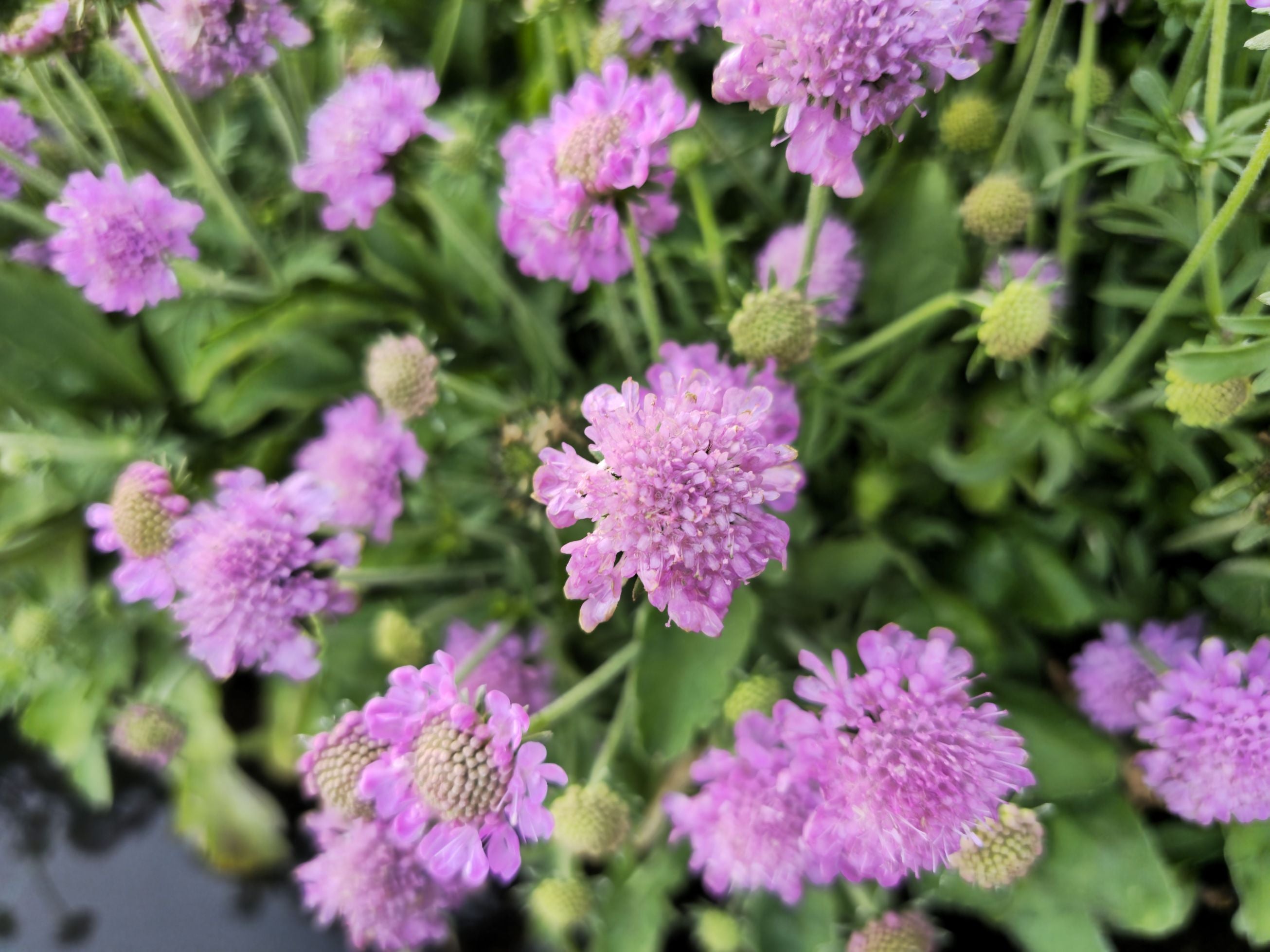 Floarea văduvei – Scabiosa japonica Pink Diamonds