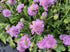 Floarea văduvei – Scabiosa japonica Pink Diamonds