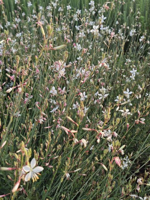 Floarea albinei - Gaura lindheimeri Geyser White