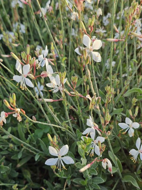 Floarea albinei - Gaura lindheimeri Geyser White