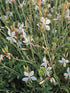 Floarea albinei - Gaura lindheimeri Geyser White