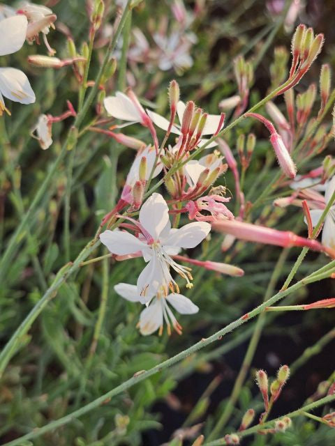 Floarea albinei - Gaura lindheimeri Geyser White