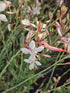 Floarea albinei - Gaura lindheimeri Geyser White