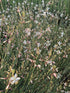Floarea albinei - Gaura lindheimeri Geyser White
