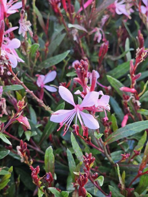 Floarea albinei - Gaura lindheimeri 'Siskiyou Pink
