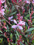Floarea albinei - Gaura lindheimeri 'Siskiyou Pink