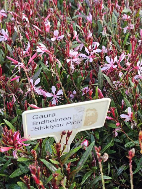 Floarea albinei - Gaura lindheimeri 'Siskiyou Pink