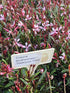 Floarea albinei - Gaura lindheimeri 'Siskiyou Pink