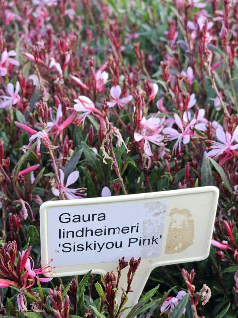 Floarea albinei - Gaura lindheimeri 'Siskiyou Pink
