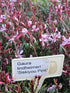 Floarea albinei - Gaura lindheimeri 'Siskiyou Pink