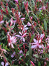 Floarea albinei - Gaura lindheimeri 'Siskiyou Pink