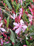 Floarea albinei - Gaura lindheimeri 'Siskiyou Pink