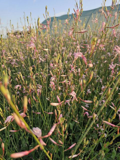 Floarea albinei - Gaura lindheimeri 'Whirling Butterfly'