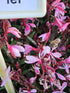Floarea albinei - Gaura lindheimeri 'Whirling Butterfly'