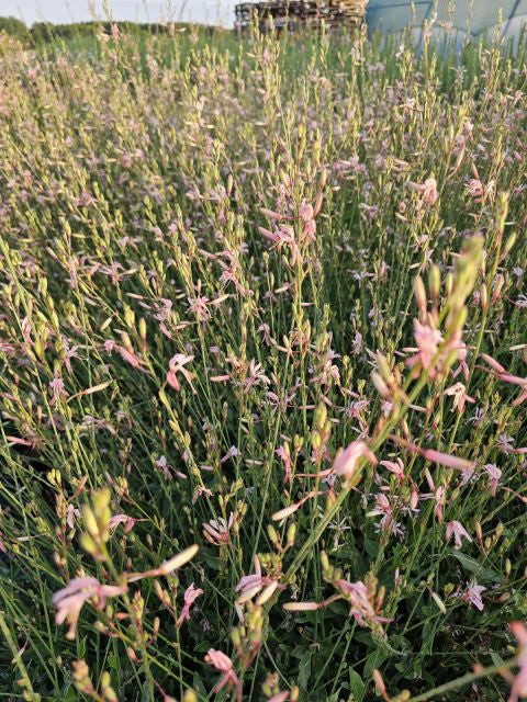 Floarea albinei - Gaura lindheimeri 'Whirling Butterfly'