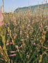 Floarea albinei - Gaura lindheimeri 'Whirling Butterfly'