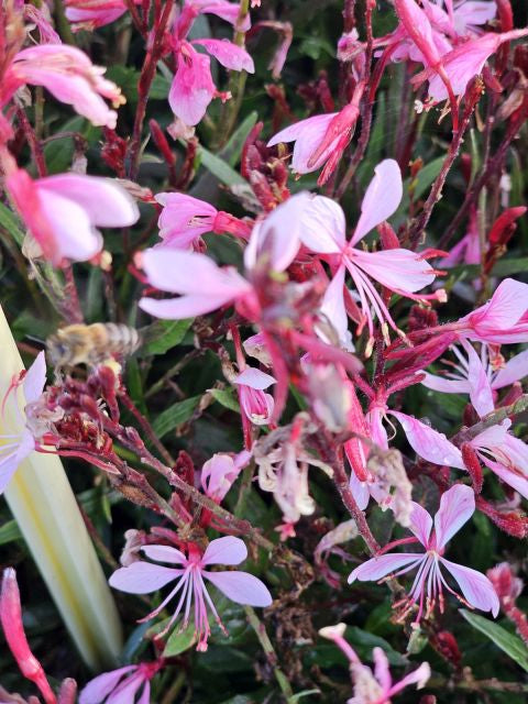 Floarea albinei - Gaura lindheimeri 'Whirling Butterfly'