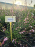 Floarea albinei - Gaura lindheimeri 'Whirling Butterfly'
