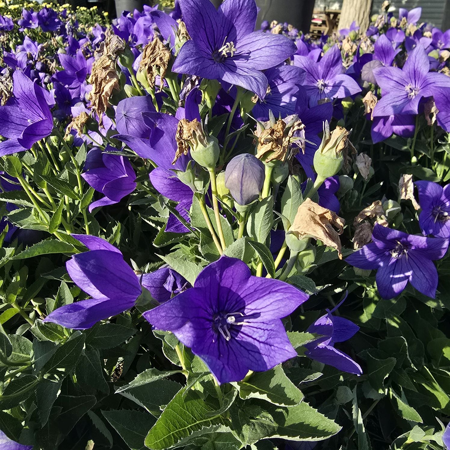 Floarea balon – Platycodon grandiflorus Astra Blue