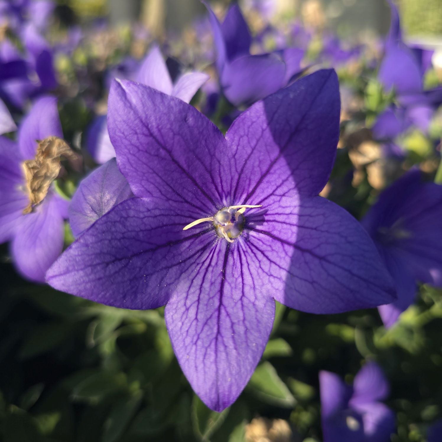 Floarea balon – Platycodon grandiflorus Astra Blue