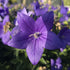 Floarea balon – Platycodon grandiflorus Astra Blue