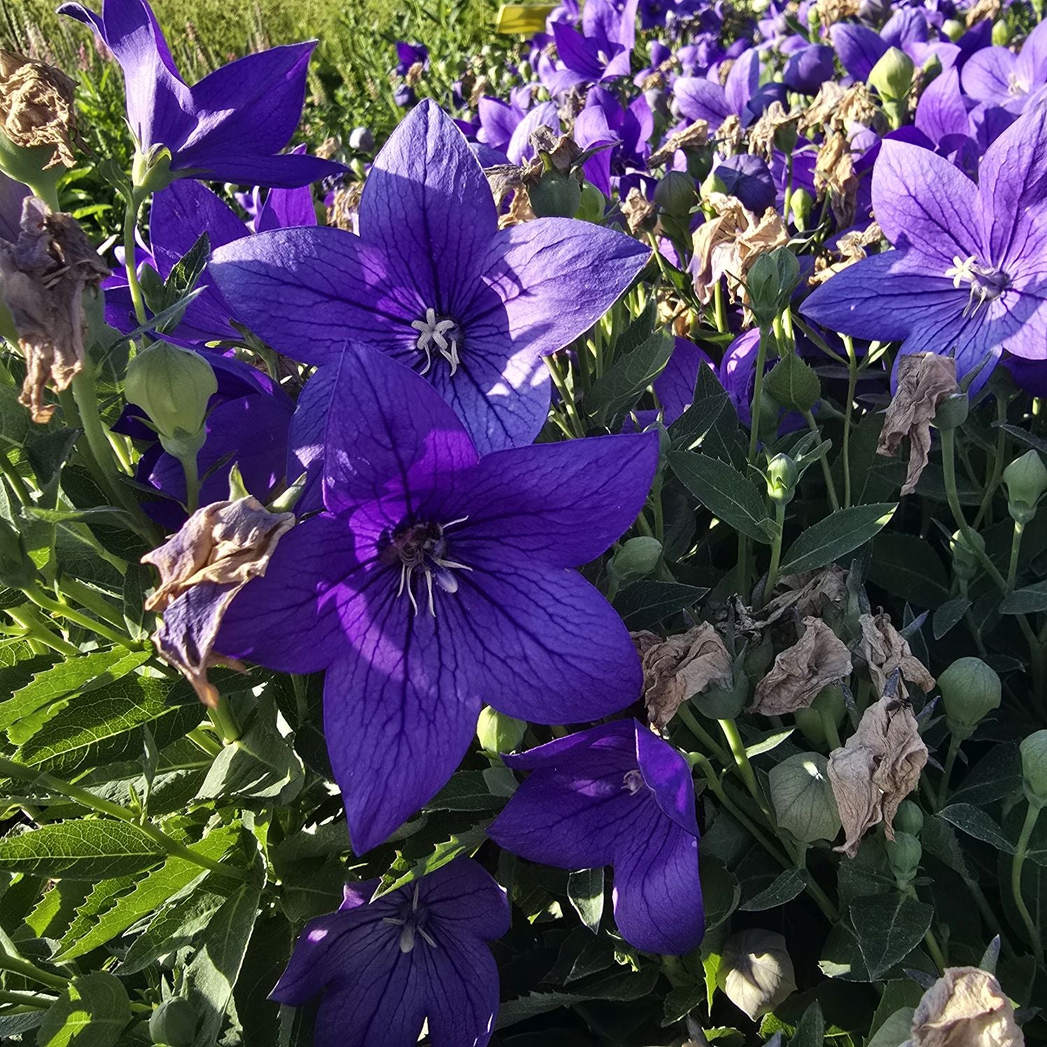 Floarea balon – Platycodon grandiflorus Astra Blue