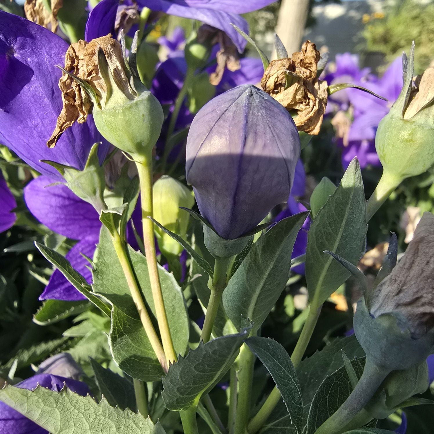 Floarea balon – Platycodon grandiflorus Astra Blue