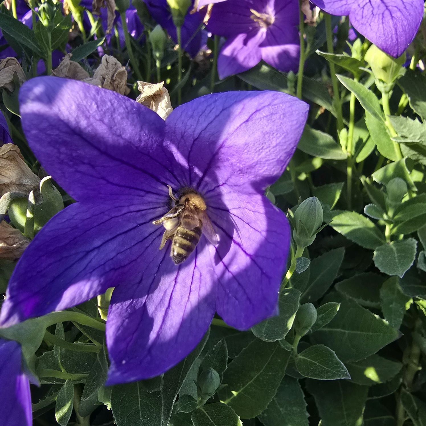 Floarea balon – Platycodon grandiflorus Astra Blue