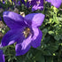 Floarea balon – Platycodon grandiflorus Astra Blue