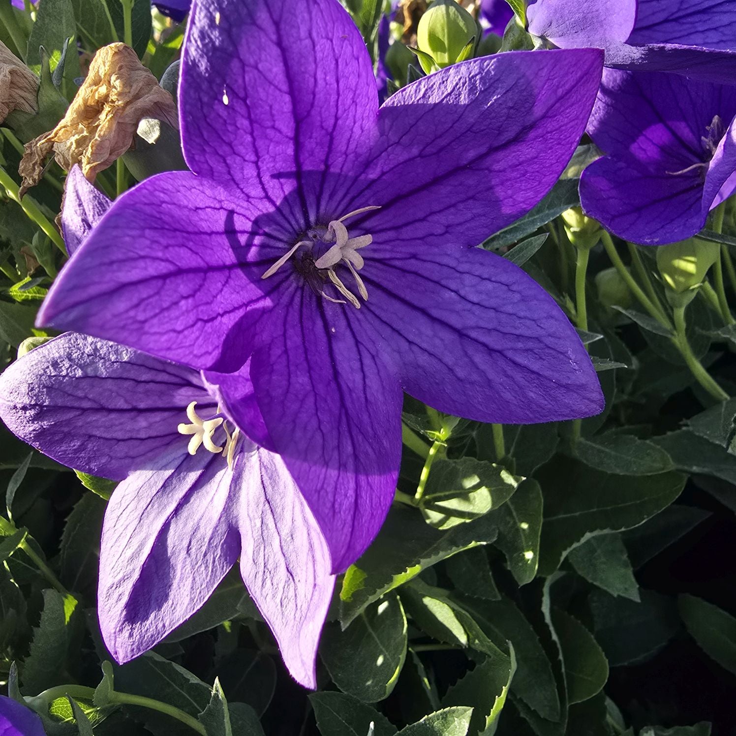Floarea balon – Platycodon grandiflorus Astra Blue