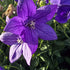 Floarea balon – Platycodon grandiflorus Astra Blue