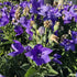 Floarea balon – Platycodon grandiflorus Astra Blue