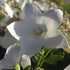 Floarea balon – Platycodon grandiflorus Astra White