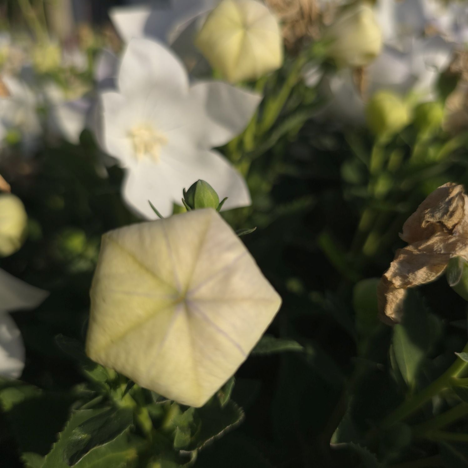 Floarea balon – Platycodon grandiflorus Astra White